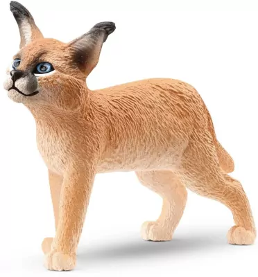 Młode karakala 14868