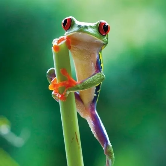 Karnet kwadrat z kopertą Red Eyed Frog - tantis.pl