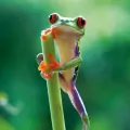 Karnet kwadrat z kopertą Red Eyed Frog - tantis.pl