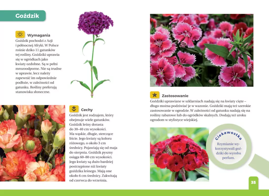 Jaki to kwiat? Atlas dla dzieci - tantis.pl