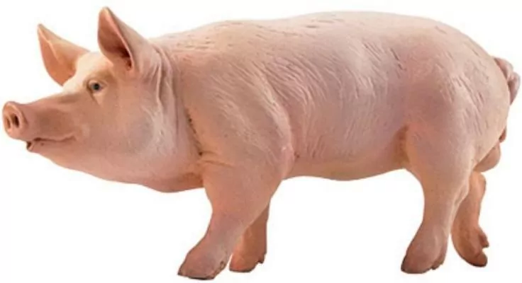 Knur - tantis.pl
