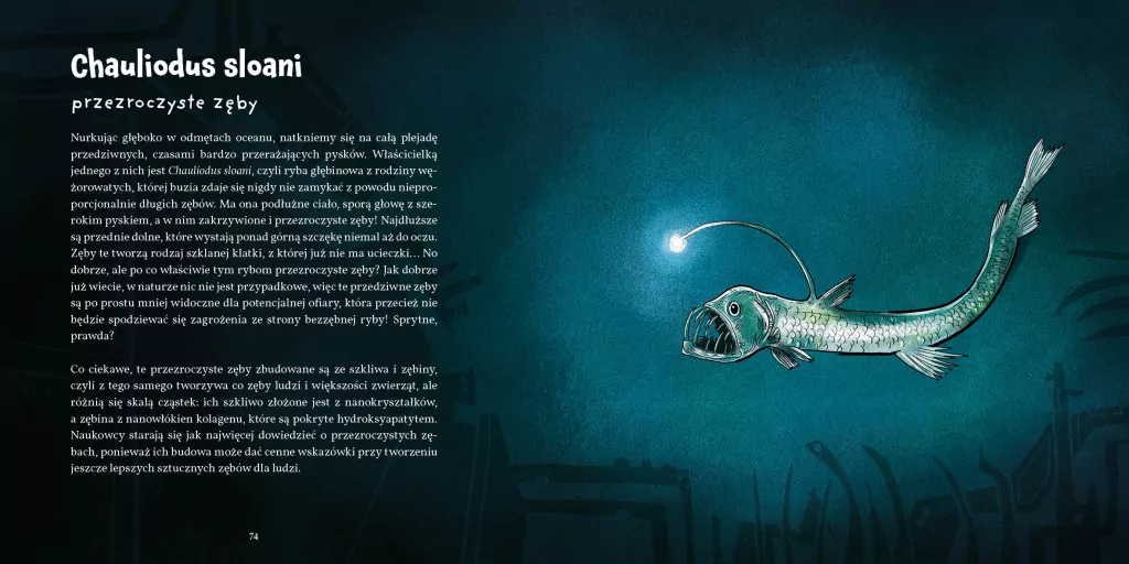 Zęby, ciosy i siekacze - tantis.pl