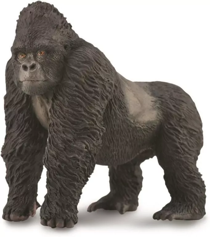 Goryl górski - tantis.pl