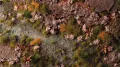 Gamers Grass: Pink Orchid Tiny Flowers - tantis.pl