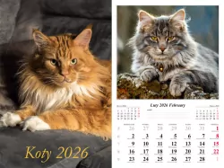 Kalendarz 2026 ścienny Koty