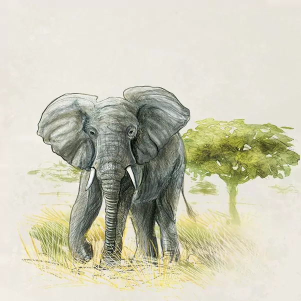 REBEL. Śladami Darwina - tantis.pl