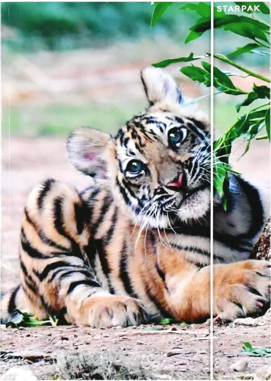Teczka z gumką A4 Wild Animal 2 mix - tantis.pl