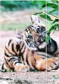 Teczka z gumką A4 Wild Animal 2 mix - tantis.pl
