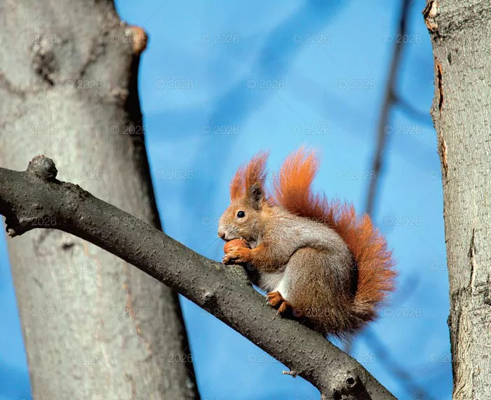 Kalendarz 2026 reklamowy Dzika przyroda - tantis.pl