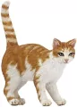 Kot rudy - tantis.pl