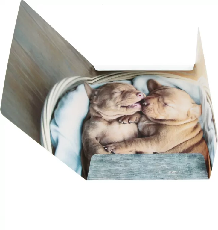 Teczka z gumką A4 Pieski mix - tantis.pl